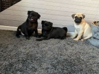 Mops Welpen Reinrassig