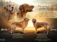 Pawsome Golden Retrievers