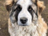 Traumhund Dante sucht Zuhause