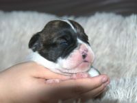 Bulldogs vom Zwieseltal - English Bulldog Alternativ