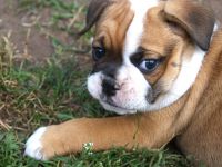 Bulldogs vom Zwieseltal - English Bulldog Alternativ