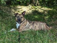 Chihiro sucht ein Zuhause