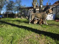 Boerboel + Rottweiler mix Welpen (3m+1w) bauerndogge mollosser