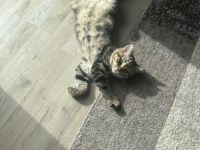 ❤️ Wunderschöne reinrassige BKH-Kitten suchen ein liebevolles Zuhause ❤️