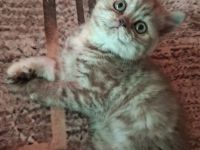 Seltene reinrassige BKH Kitten nur noch 1 da