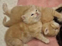 Exklusive reinrassige BKH Kitten