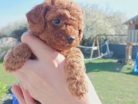 Zwergpudelwelpen suchen noch ein liebevolles Zuhause