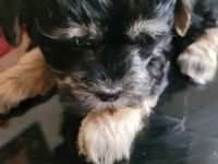 Malteser Bolonka Welpe weiblich ab 24.04 abzugeben