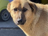 Freundliche und liebenswerte Pila sucht Körbchen