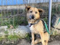 Schüchterner Azaad sucht liebevolles Zuhause