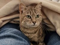Asha, querschnittgelähmt und supersüß, wartet auf ein liebevolles Zuhause