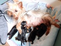 Yorkshire Terrier Welpen – liebevoll aufgezogen, reinrassig, mit Ahnentafel