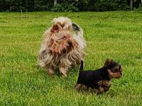 Yorkshire Terrier Welpen – liebevoll aufgezogen, reinrassig, mit Ahnentafel