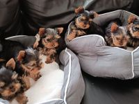 Yorkshire Terrier Welpen – liebevoll aufgezogen, reinrassig, mit Ahnentafel abgabebereit