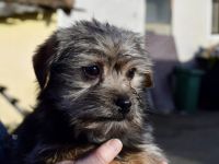 Süß, süßer...Joey