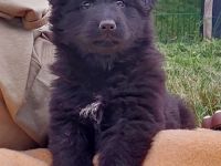 Altdeutsche Schäferhunde Welpen