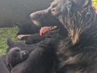 Altdeutsche Schäferhunde Welpen