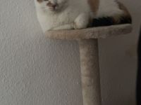 Hauskatzen