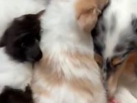 Suche eine Langhaarcollie Hündin in Salbei merle