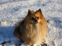 Deckrüde Kleinspitz