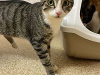 Superliebes Schwesternpaar sucht ihr Forever Home