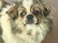 Clee, kleine, süsse Mischlingshündin sucht ihr Glück bei lieben Menschen