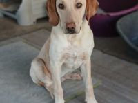 Welpe Tim / männlich / derzeit noch in Griechenland