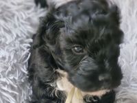 F1 Tibet Doodle Welpen