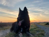 Deutscher Schäferhund 6 Jahre