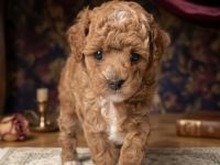 Toypudel Hündin Alani