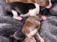 Zuckersüße Chihuahua langhaar Welpen suchen ihr Zuhause