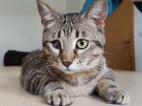 Schmusekatze Juanita wartet auf ein Für-Immer-Zuhause, am liebsten gemeinsam mit Mileno