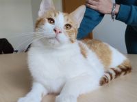 Mileno, freundlich und immer zum Spielen bereit, sucht ein Zuhause