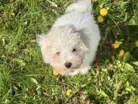 Abgabebereit! Bichon Welpen suchen neues Zuhause!