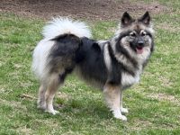 Großspitz Hündin Lenya mit 1,5 Jahren sucht erneut ihre Familie