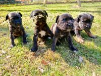 Cane Corso Italiano Welpen
