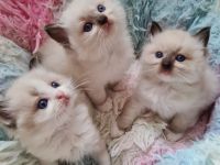 GroBe reinrassige Ragdoll Kitten mit sehr gutem Stammbaum suchen ein neues Zuhause