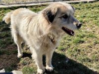 Freies Körbchen gesucht für Bernie