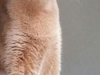 Abbesinier Kätzin Jung und mega verschmust