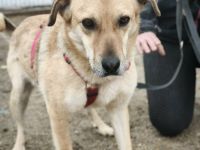 Pumba sucht sein Für-immer-Zuhause