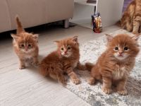 Reinrassige Maine Coon Kitten