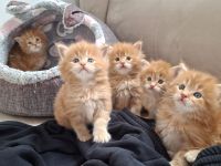 Reinrassige Maine Coon Kitten