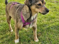 Mary auf Pflegestelle in 99441 Magdala sucht ihr Für-immer-Zuhause