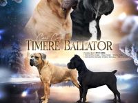 Es werden Cane-Corso-Welpen von prächtigen, großgewachsenen Eltern angeboten