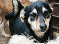 Smartie sucht ihr Für-immer-Zuhause