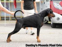 Dobermann-Welpen können reserviert werden.