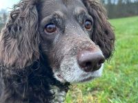 Nicki in 78315 Radolfzell sucht ihr Für-immer-Zuhause