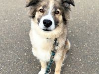 Lola in 64832 Babenhausen sucht ihr Für-immer-Zuhause