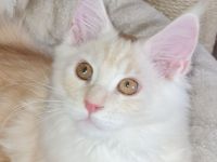 Große reinrassige Maine Coon Kitten mit sehr gutem Stammbaum suchen ein neues Zuhause