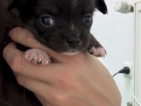 Langhaar Chihuahua-Welpen mit Ahnentafel abzugeben